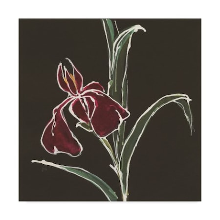 Chris Paschke 'Iris On Black V' Canvas Art,14x14